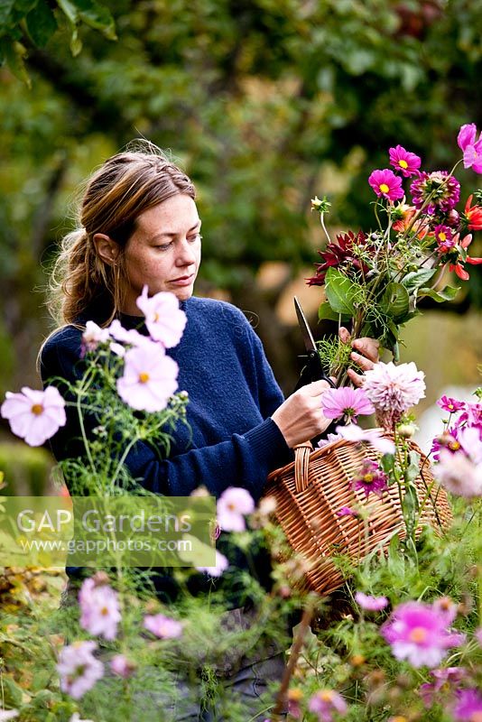 Woman cutting Dahlia and Cosmos flowers at Rosendals Tratgard, Stockholm, Sweden 
