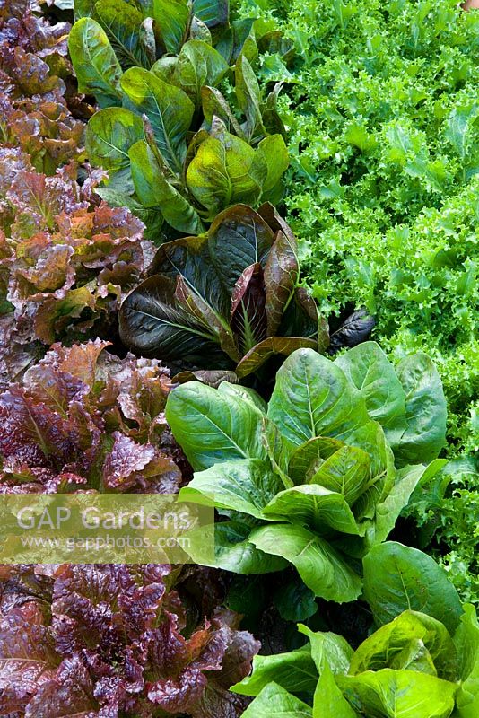 Rows of salad leaves in the Kitchen Garden at West Dean. Lettuce 'Red Velvet', Radichio 'Rosa di Treviso' and Endive