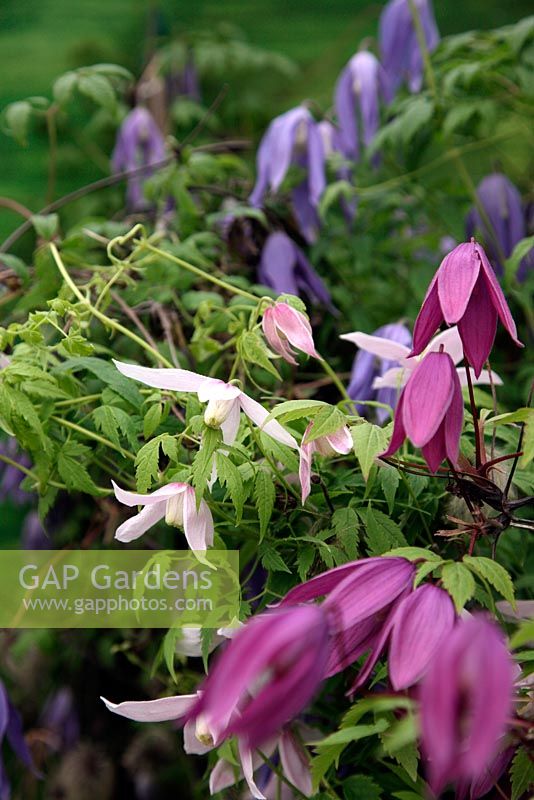 Clematis 'Tage Lundell' with Clematis 'Frances Rivis' AGM and Clematis 'Foxy' AGM