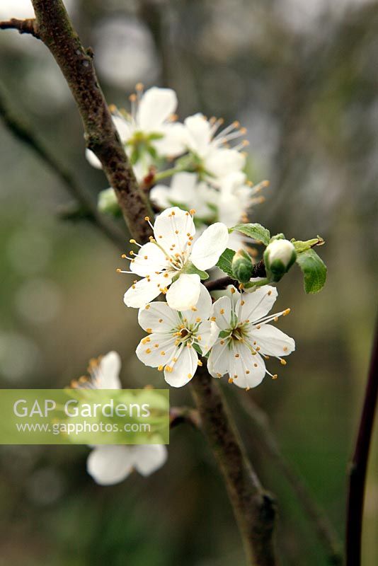 Prunus domestica 'Belle de Louvain' - Plum blossom