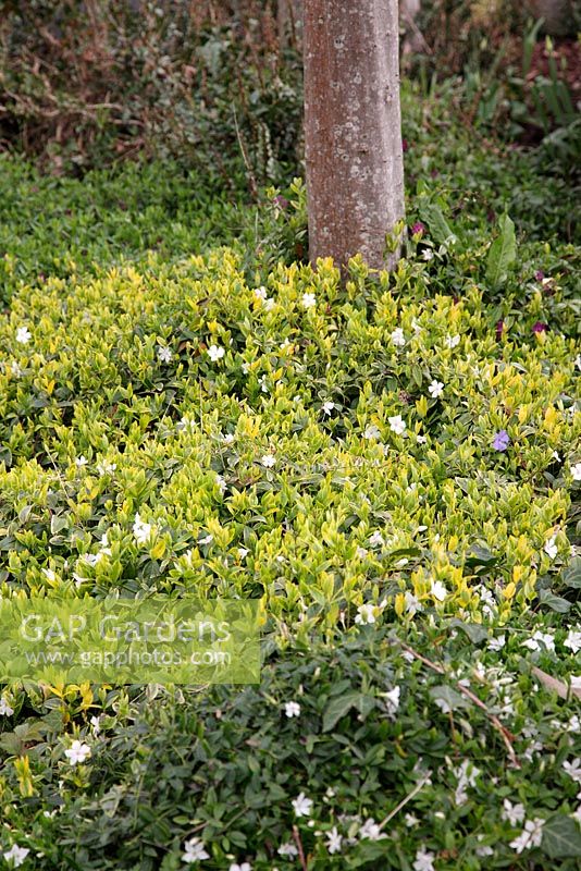 Vinca minor cultivars used at ground cover under trees at the National Botanic Garden of Wales - Gardd Fotaneg Genedlaethol Cymru