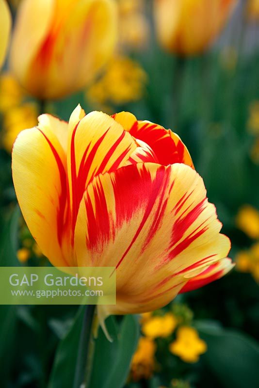 Tulipa 'Olympic Flame' AGM