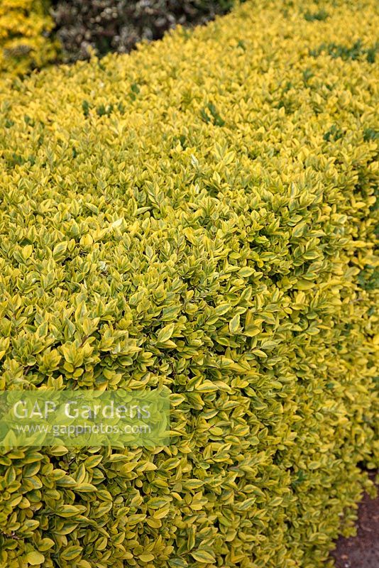 Ligustrum ovalifolium 'Aureum' AGM - Golden Privet used as a garden hedge