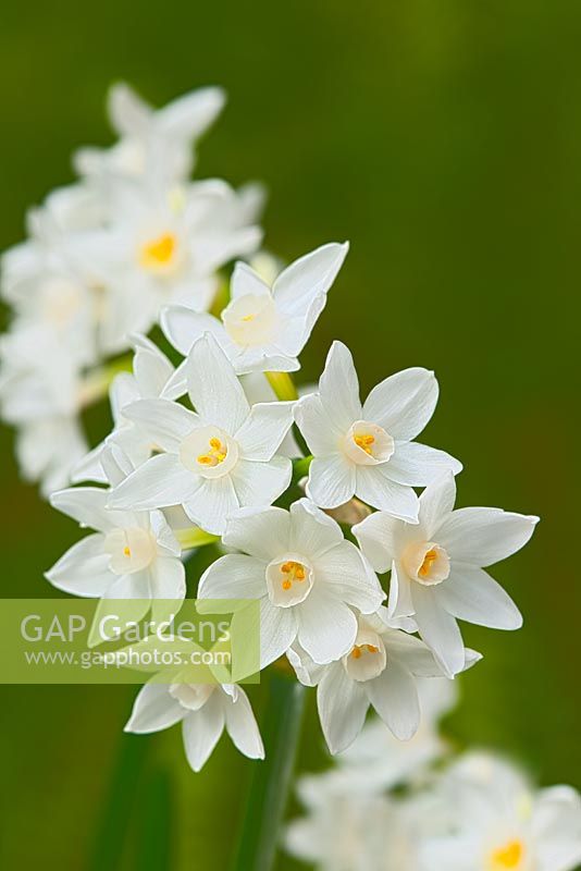 Narcissus - Paperwhites
