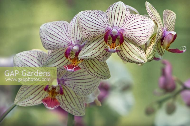 Cattleya hybrid - Orchid
