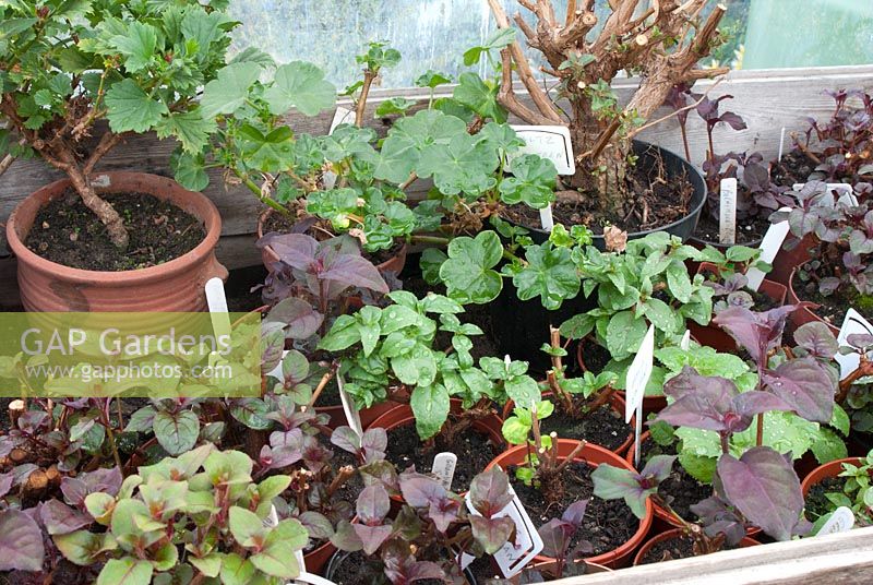 Geranium and Fuchsia plants overwintered in pots on shelving in a greenhouse