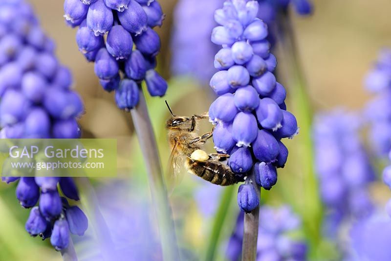Honey bee - Apis mellifera, collecting pollen from Muscari atlanticum
