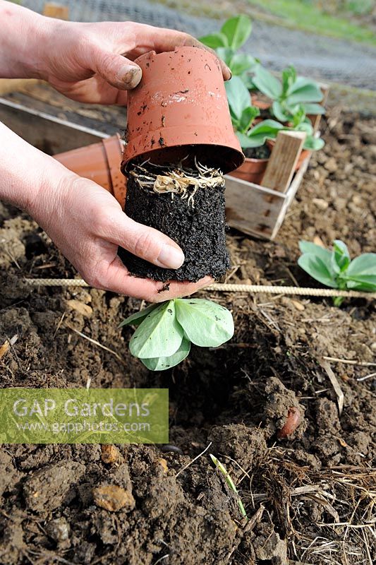 Planting Vicia - Broad bean plants - female gardener planting out greenhouse raised plants on to allotment beds, Norfolk, England, April
