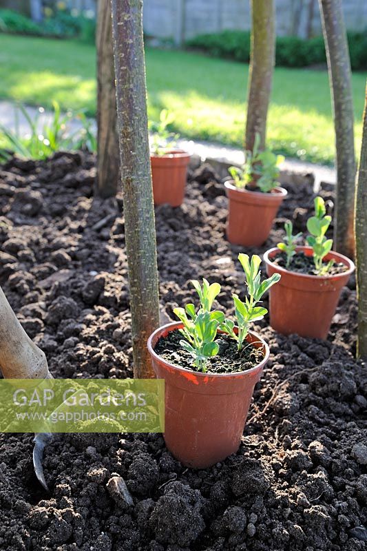 Lathyrus - Sweet pea plants ready for planting around hazel wigwam, Norfolk, England, April