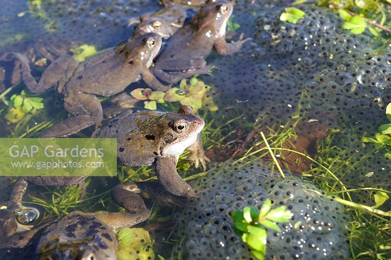 Rana temporaria - Frog adults in mating activity in garden pond in spring, UK, March