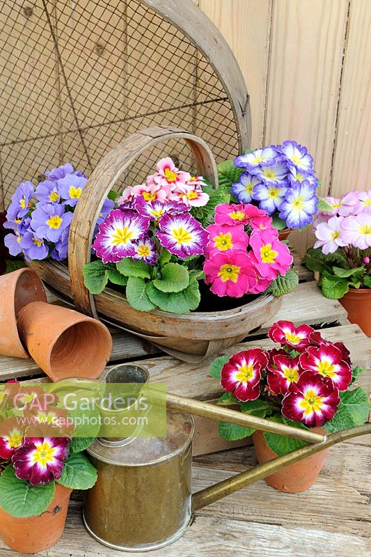 Spring time still life with Polyanthus in wooden trug, with brass watering can and antique sieve. Norfolk, UK, March