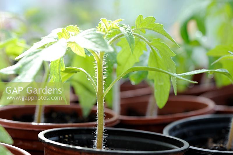 Young Tomato plants in greenhouse propagator, Norfolk, UK, April
