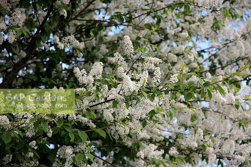 Prunus padus 'Watereri' AGM - Bird Cherry