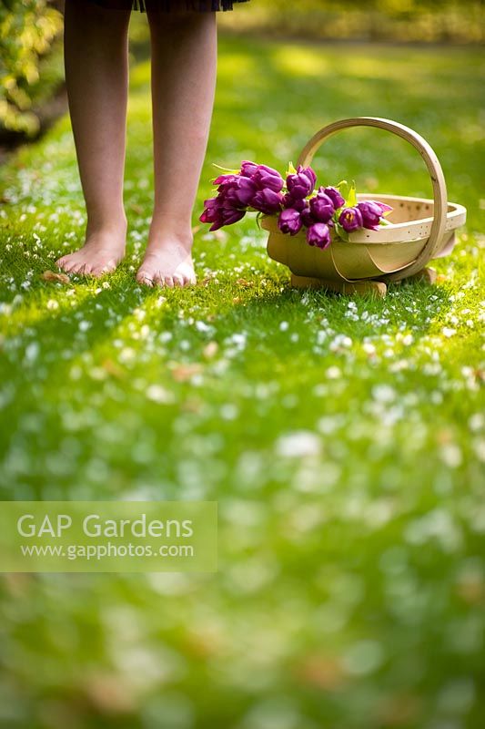 Barefoot woman standing next to a trug of purple Tulips on a lawn 