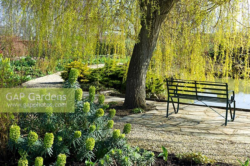 Country garden with Euphorbia charaias subsp. 'Wulfenii' in foreground and bench by pond. Merriments Gardens, E. Sussex, during the last week of March.  