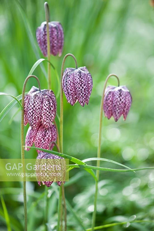 Fritillaria meleagris - Snake's-head fritillary. West Sussex garden, early April
 