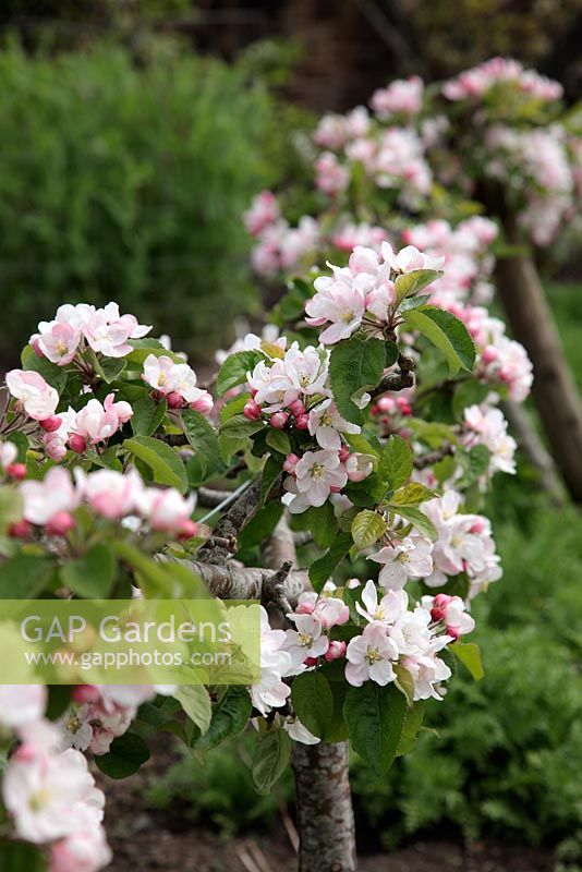 Malus domestica 'Saturn' - Apple blossom on stepover cordon growing on M27 rootstock