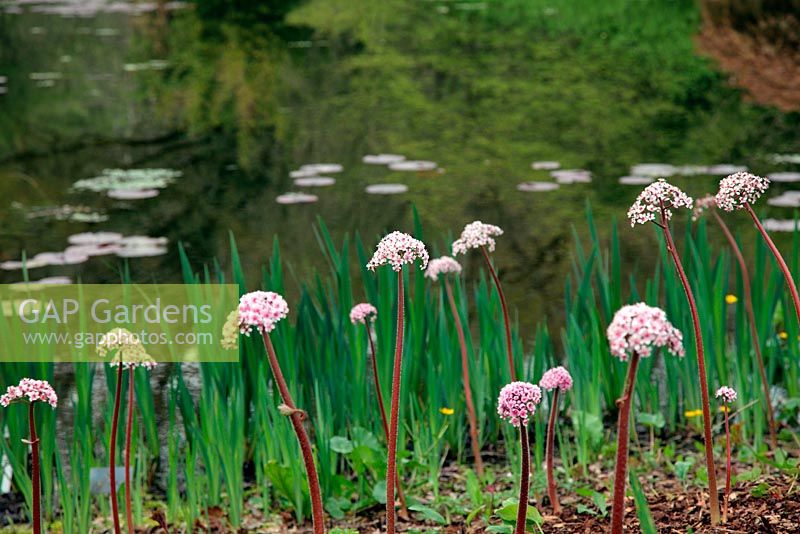 Lakeside plantings of Darmera peltata at RHS Garden, Rosemoor