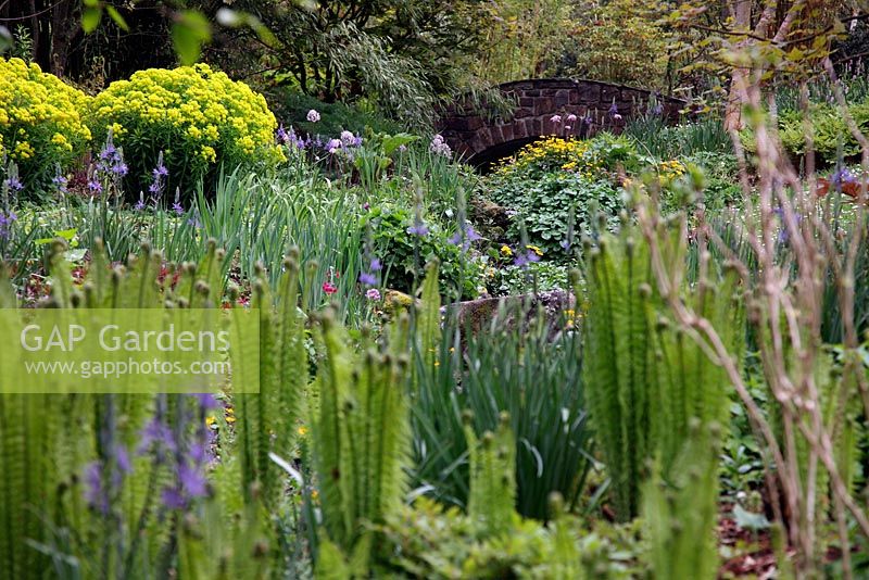 Streamside at RHS Garden, Rosemoor with Camassia leichtlinii, Darmera peltata and Euphorbia palustris