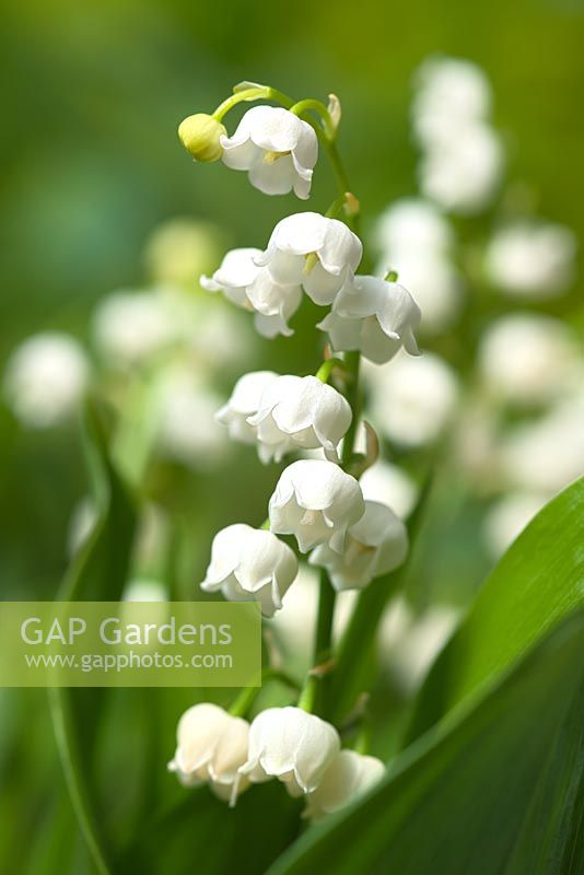 Convallaria majalis - Lily of the valley  