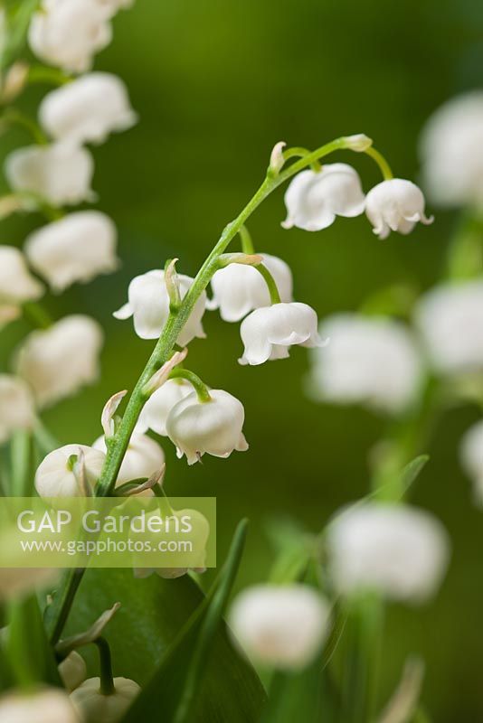 Convallaria majalis - Lily of the valley 