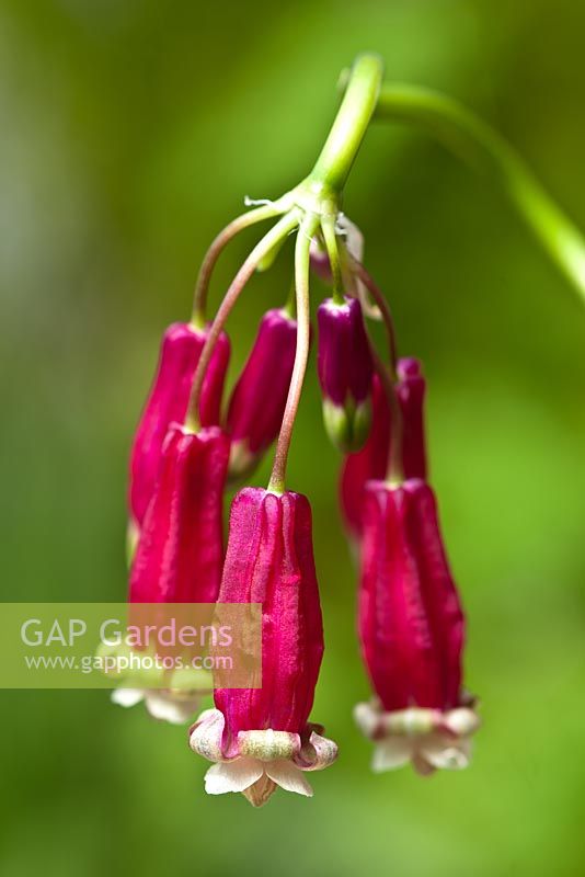 Dichelostemma ida-maia - Firecracker flower 