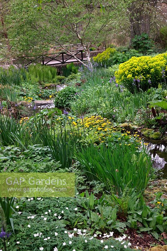 Streamside plantings in spring at RHS garden Rosemoor with Euphorbia palustris and Caltha palustris