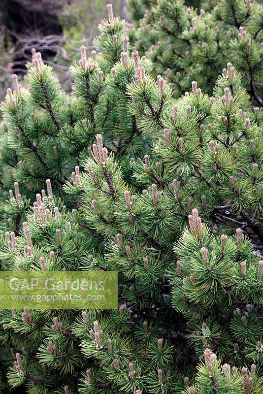 Pinus mugo 'Ophir' - new growth