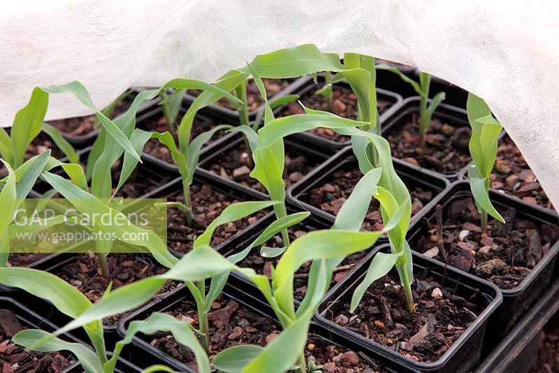 Sweet Corn 'Earligold' planted in individual pots and grown under fleece for an early crop, almost ready for planting out