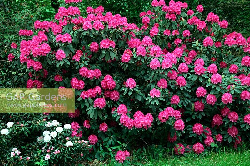 Rhododendron 'Cynthia' AGM with Rhododendron yakushimanum fcc form syn R yakushimanum 'Koichiro Wada' AGM