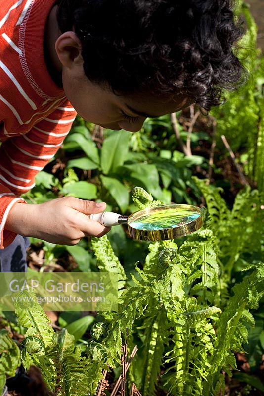 Boy inspecting Ferns with a magnifying glass