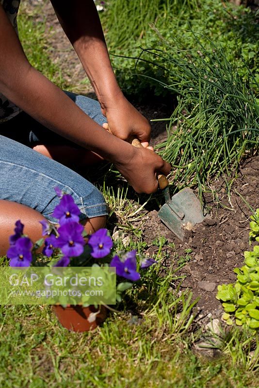 Girl planting Pansies in border 