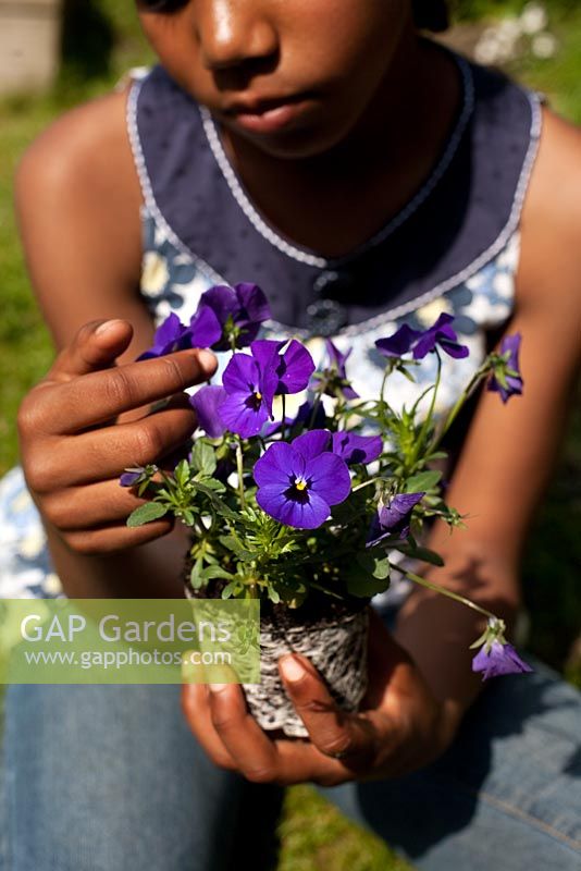 Girl holding Pansies ready for planting  