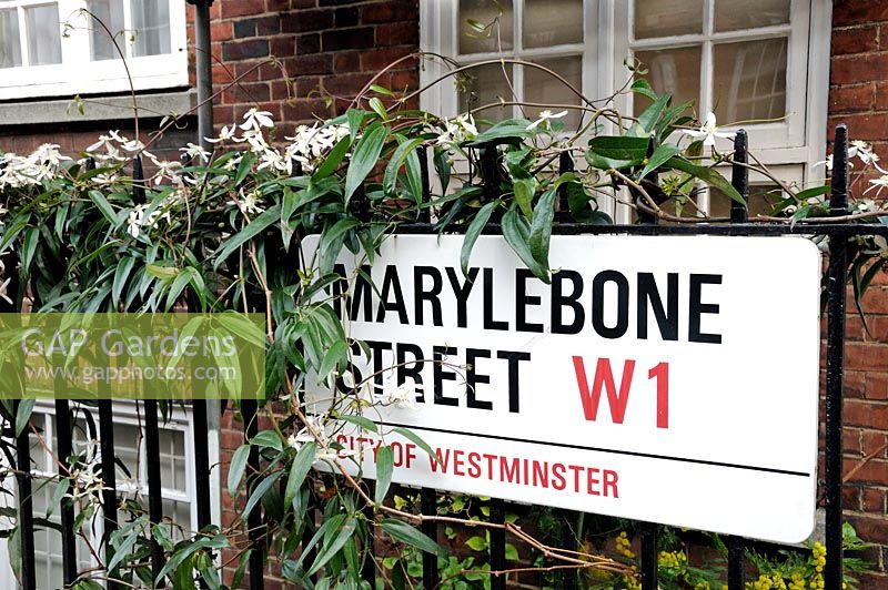 Clematis armandii growing over railings and round a street sign in Marylebone, City of Westminster London UK