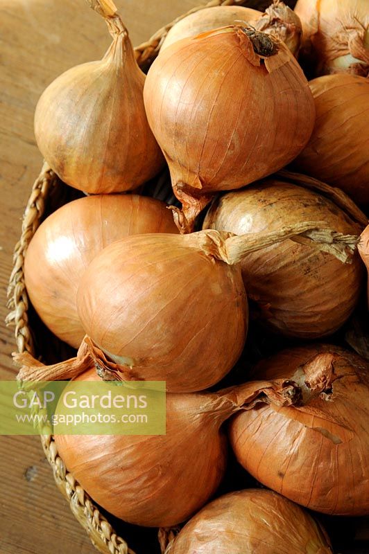 Close up of large shallot sets, Golden Gourmet Shallots in an old basket