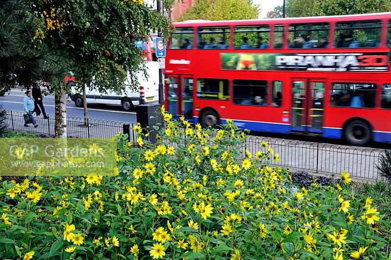 Helianthus - Sunflowers, blowing in the wind in Whittington Park with passing London bus Holloway Road England UK