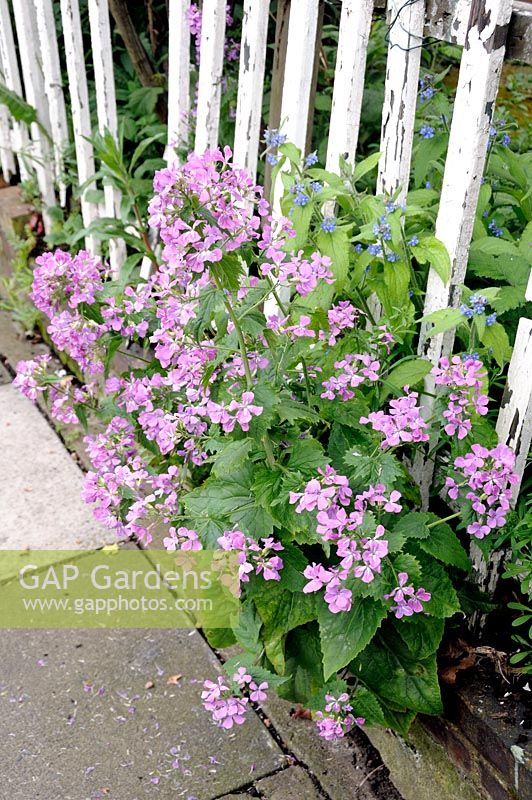 Lunaria - Honesty spilling through an old white picket fence onto the pavement, Hackney, London, UK