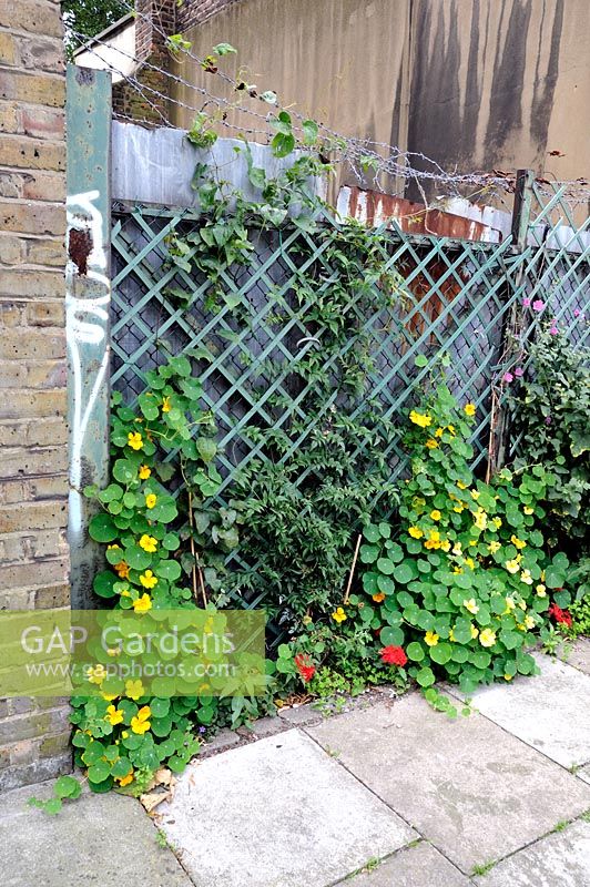 Troaeolum - Nasturtiums, planted by guerilla gardeners, growing up a trellis in front of corrugated iron on a derelict site in Highbury London UK