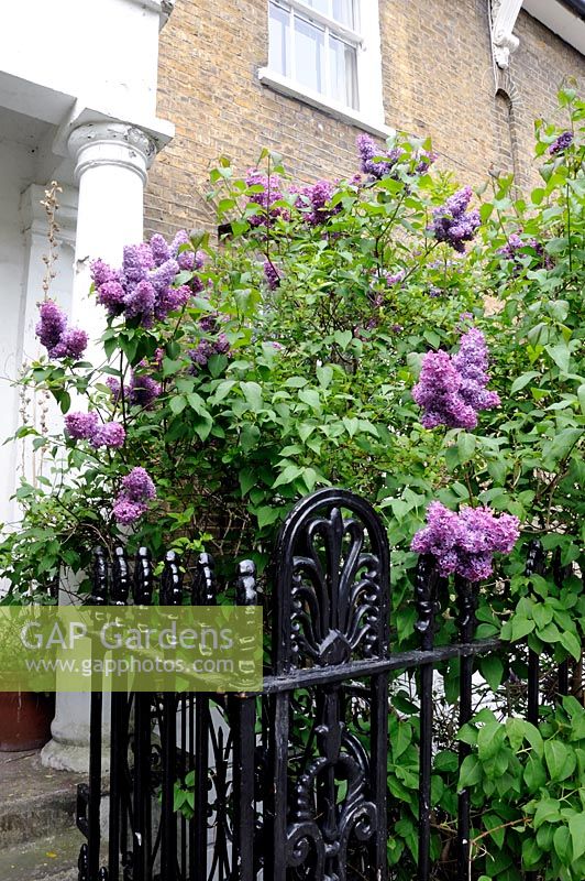 Syringa vulgaris - Common Lilac in flower over wrought iron gate and railings Highbury London UK