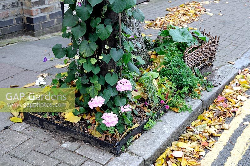 Tree pit with Pink Pelargonium planted and Mauve convolvulus growing up the tree with wicker surround, a street in Holloway, Islington, London, UK