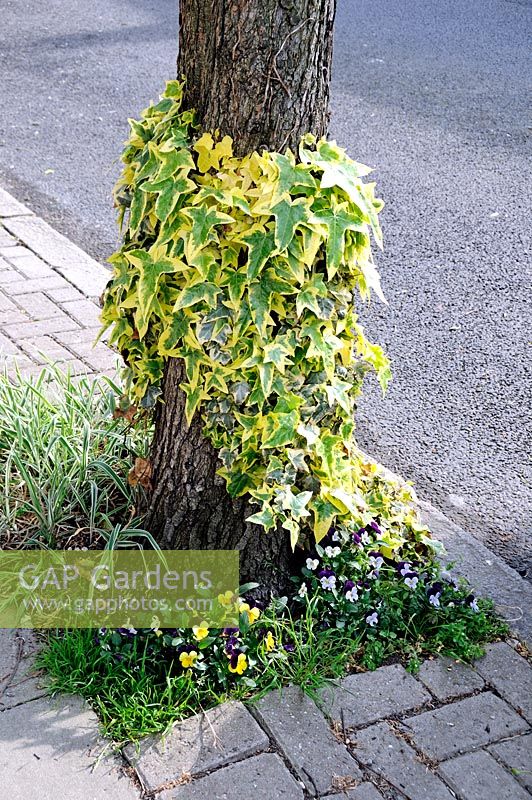 Yellow and green variegated Hedera - Ivy growing up a tree trunk in a street tree pit alongside Viola - Violets. Highbury, London UK
