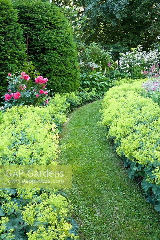 Borders of Alchemilla mollis, Rosa 'Rosarium Uetersen', and hedge of Taxus baccata with lawned path
