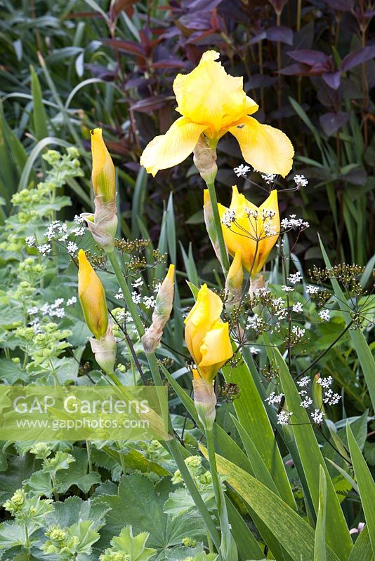 Iris barbata-elatior 'Goldfackel', Anthriscus sylvestris 'Ravenswing', Alchemilla mollis