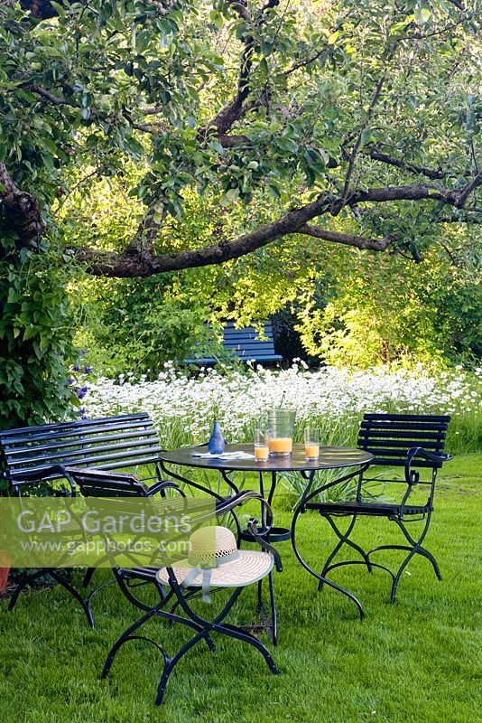 Seating area under apple tree. Leucanthemum vulgaris in background
