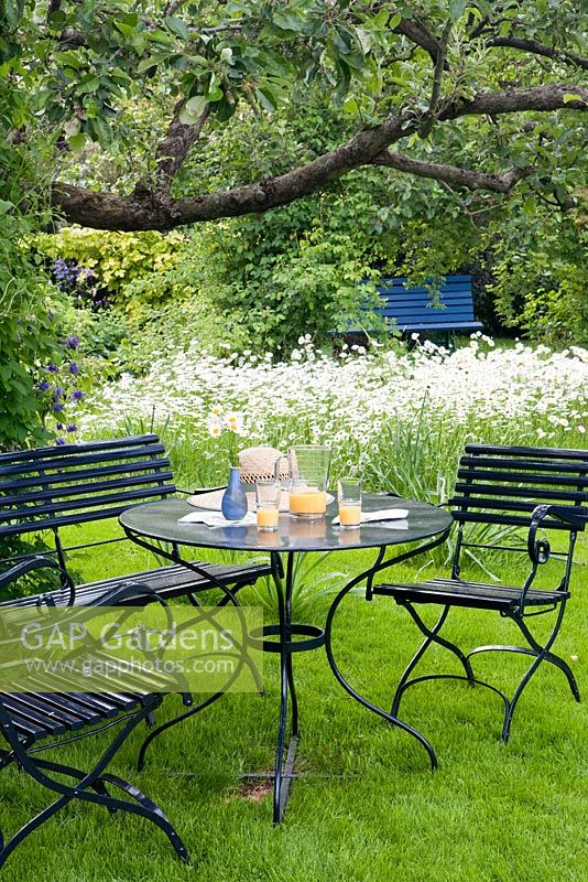 seating area under appletree, flower meadow with Leucanthemum vulgaris