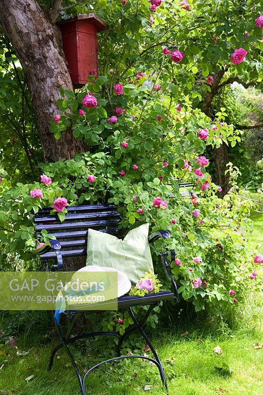 Rosa 'Himmelsauge' and red bird house in tree behind blue wooden chair with cushion and straw hat