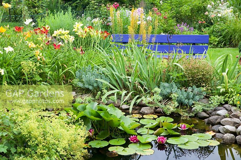 Garden pond with Nymphaea - Water Lilies and surrounded by Hemerocallis, Euphorbia mysinitis, Ligularia przewalskii, blue wooden bech