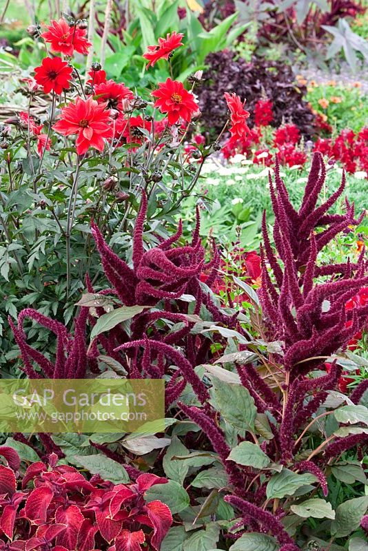 Plectranthus scutellarioides 'Wizard Velvet Red', Amaranthus caudatus 'Oeschberg', Dahlia cultivar 'Bishop of Llandaff'