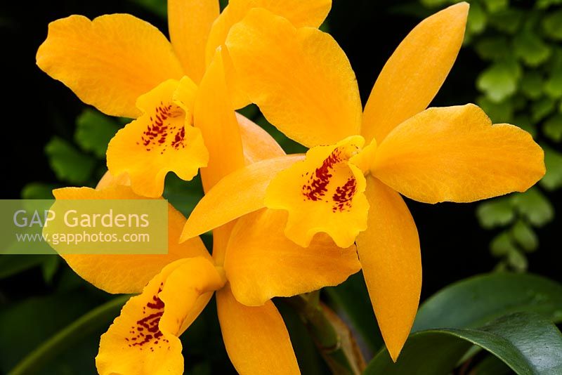 x Laeliocattleya Gold Digger g 'Orchid Glades Mandarin'