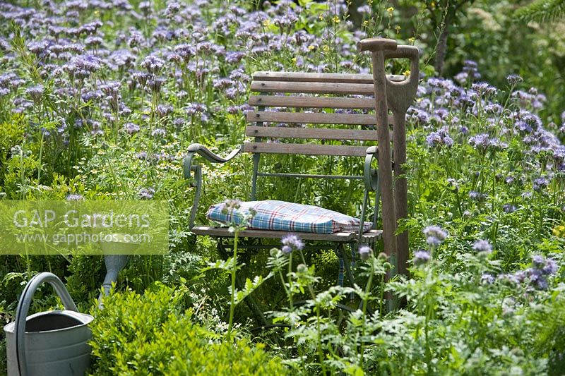 Chair in meadow of Phacelia tanacetifolia 